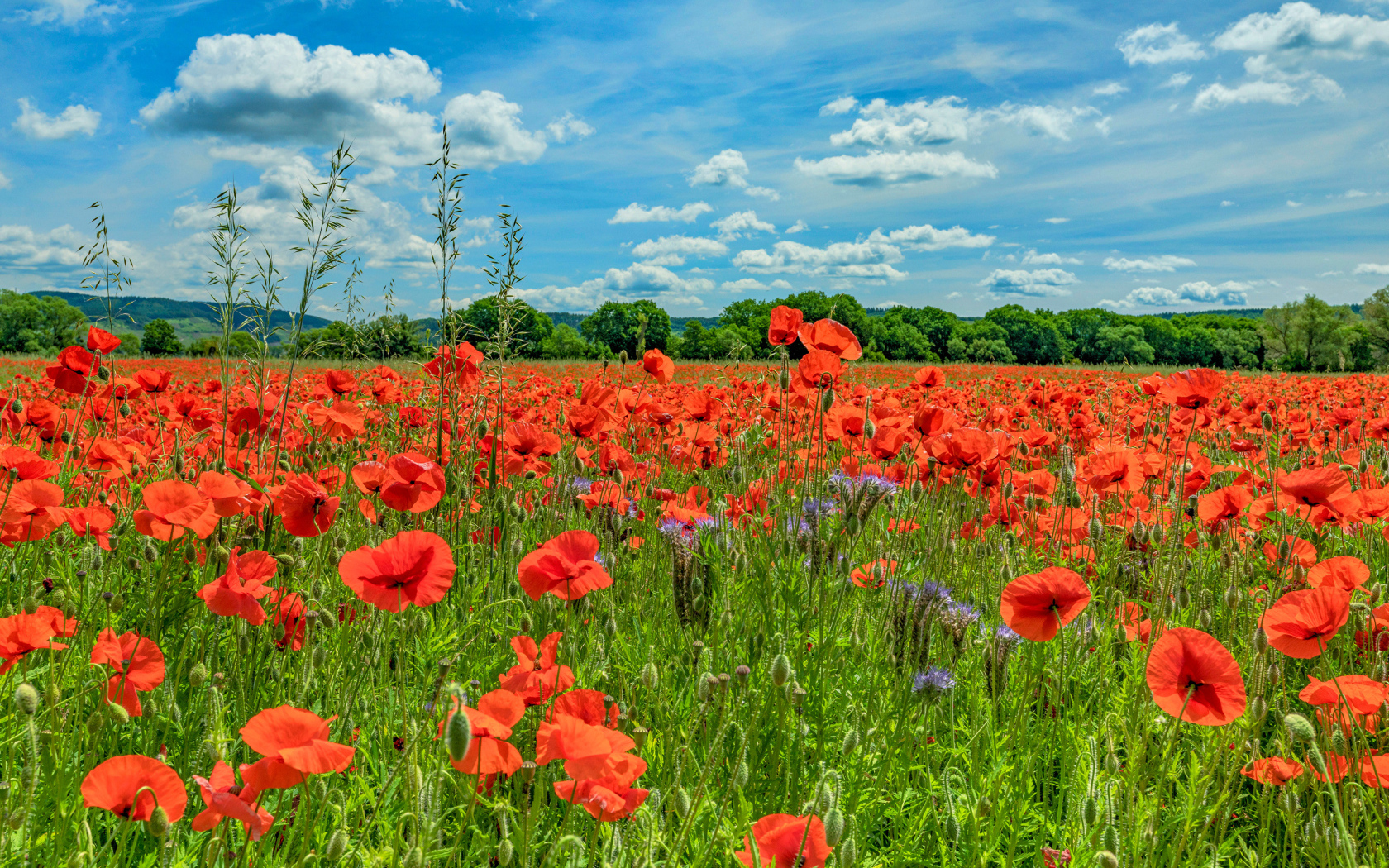 Поле с красными маками под голубым летним небом