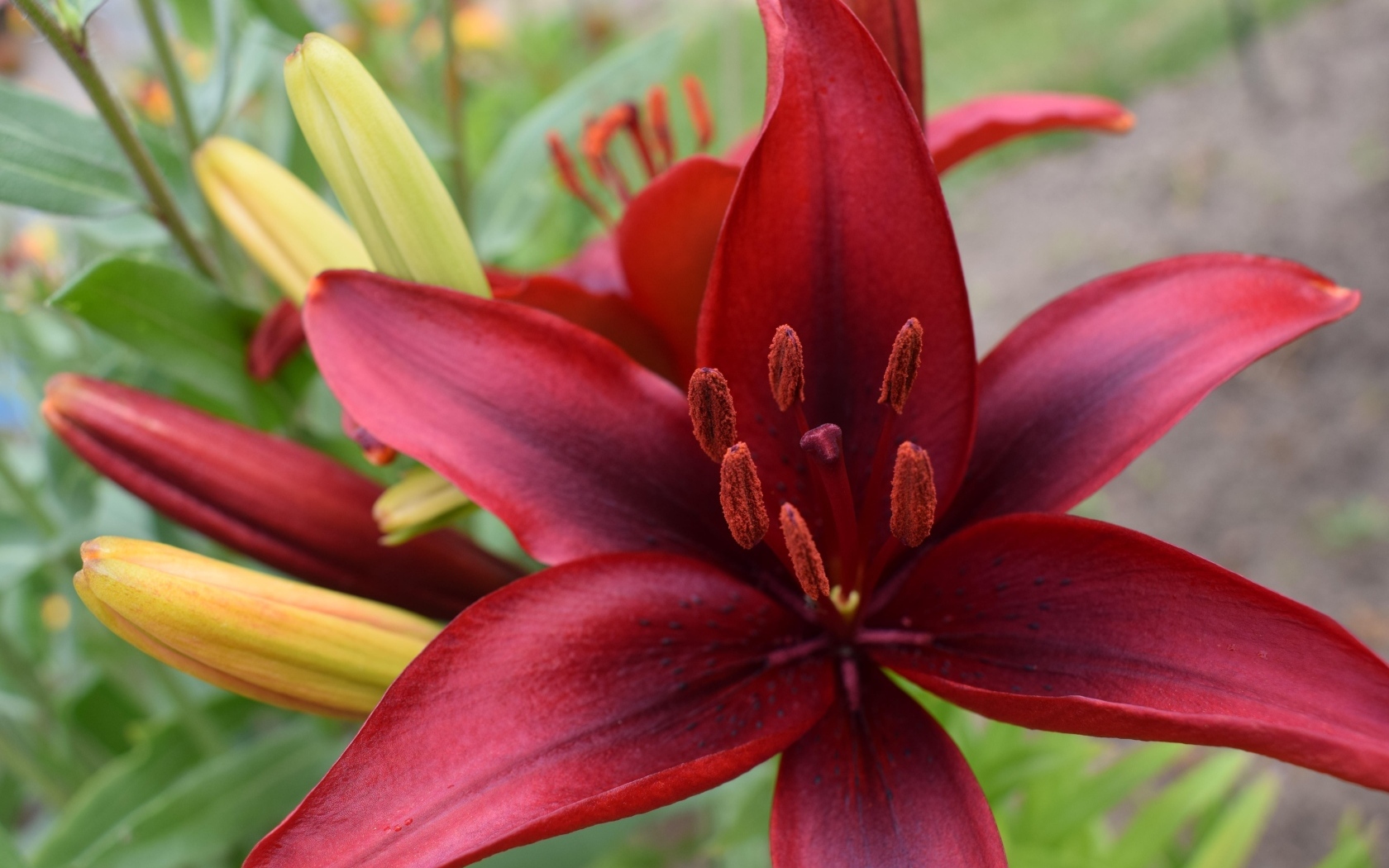 Большие красные лилии с бутонами на клумбе