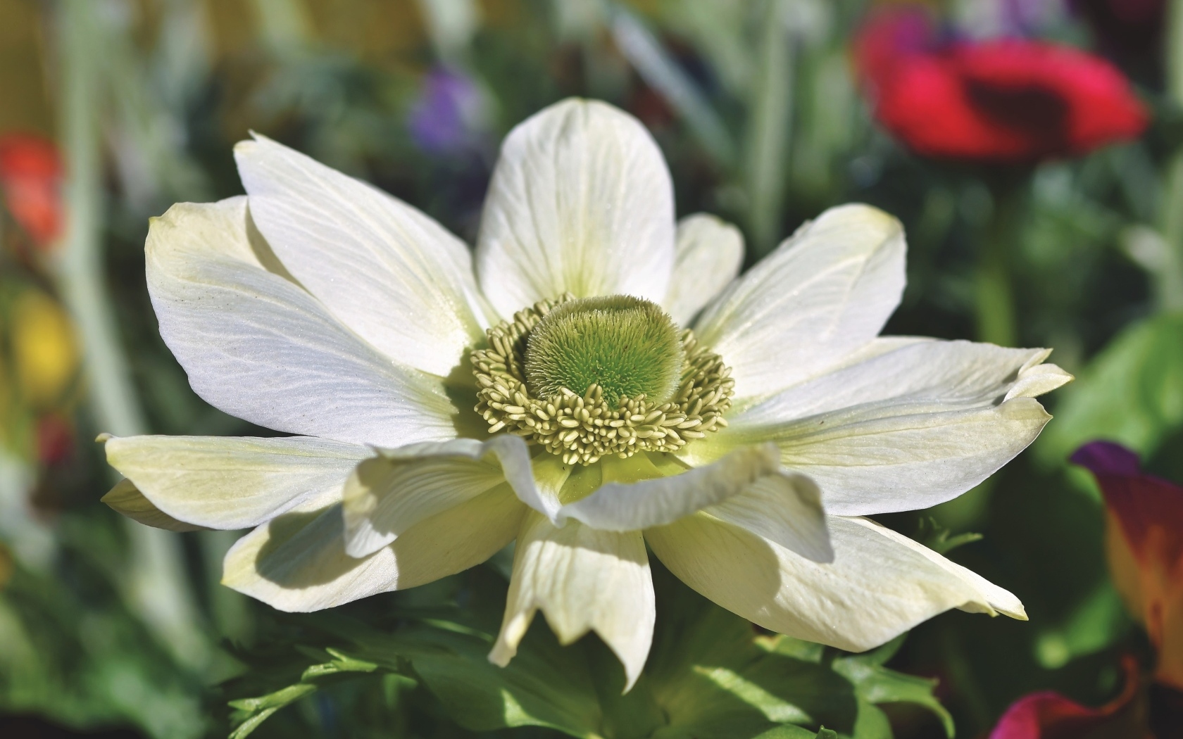 Крупный белый цветок анемона на клумбе