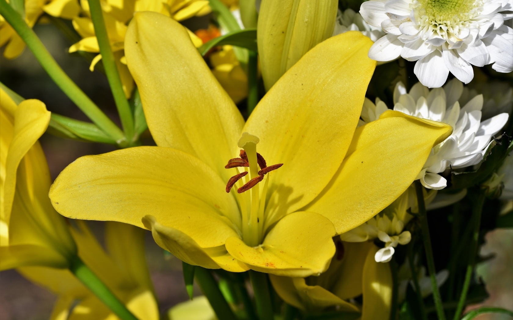 Крупные желтые лилии в букете с хризантемами