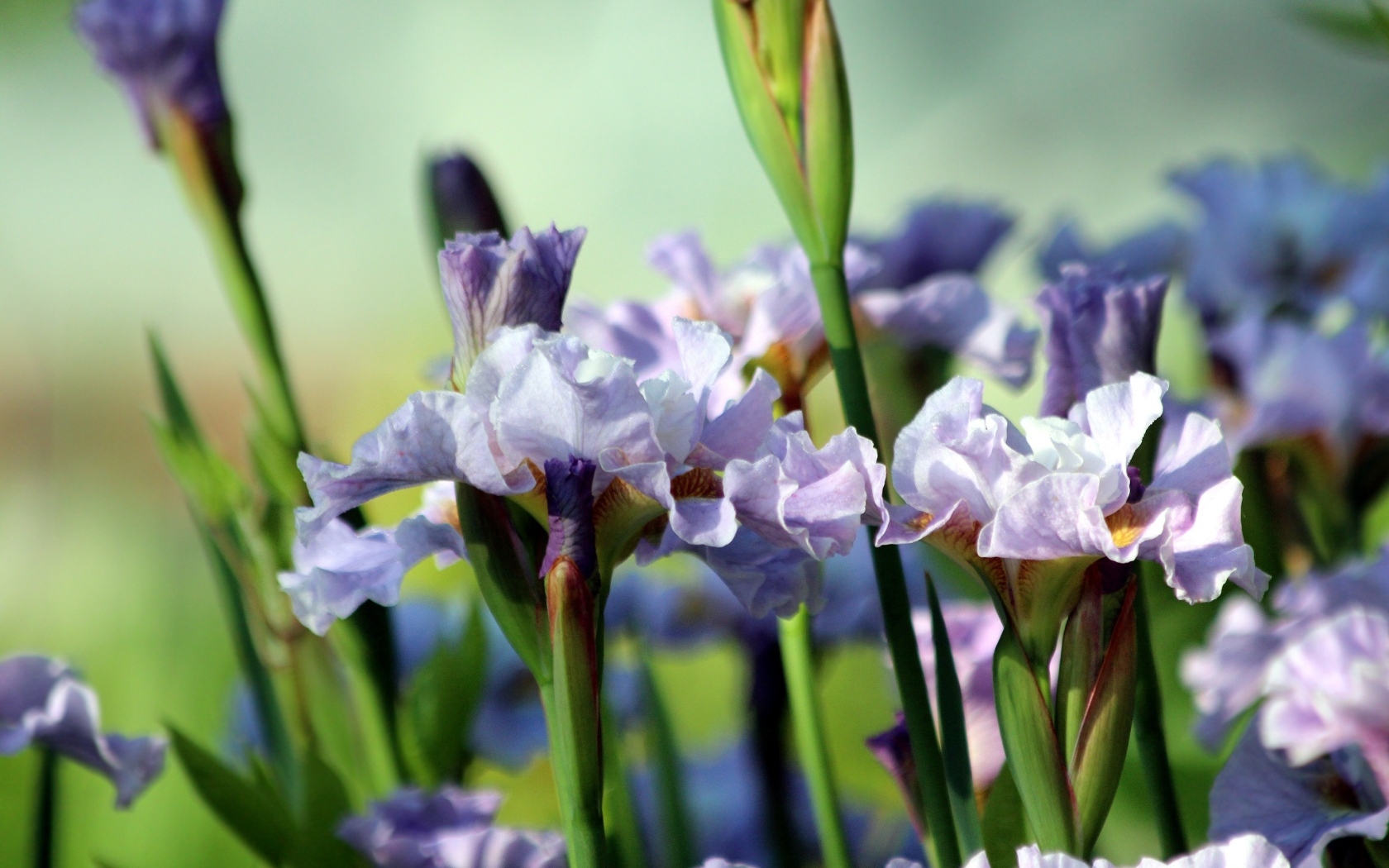 Много синих садовых цветов ириса