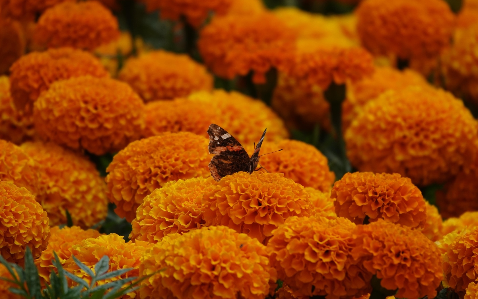 Много пышных ароматных цветов бархатцев с бабочкой