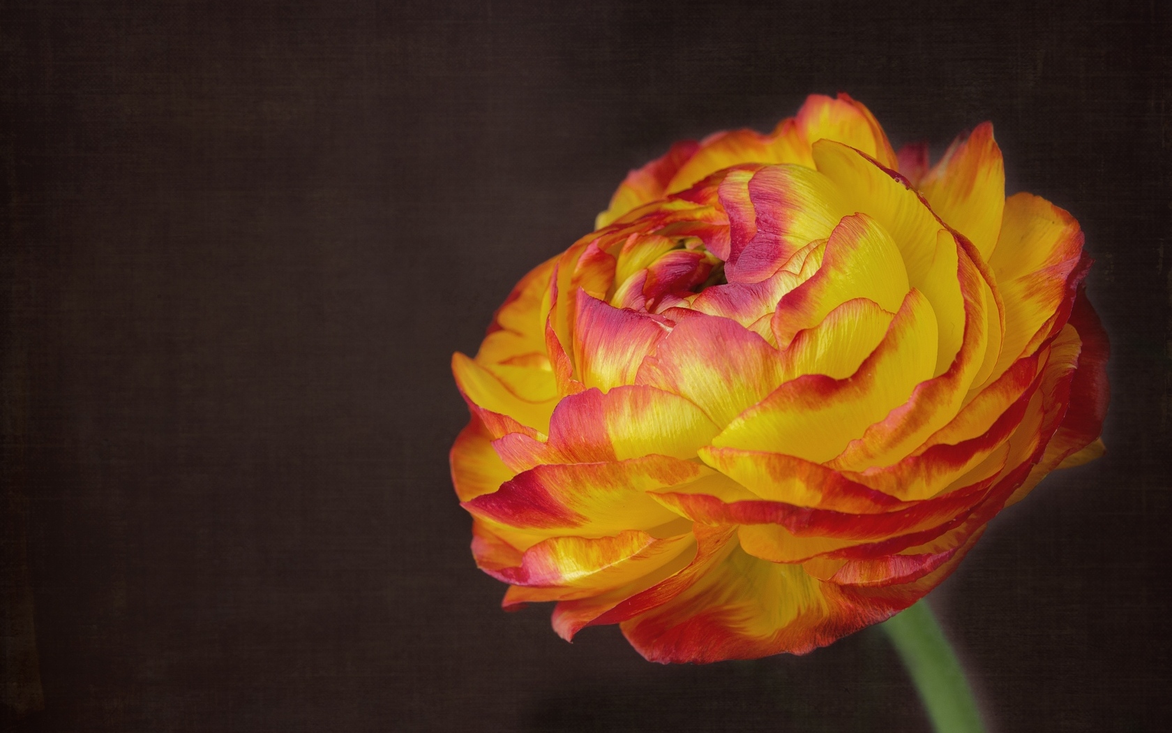 Оранжевый цветок лютика крупным планом на сером фоне