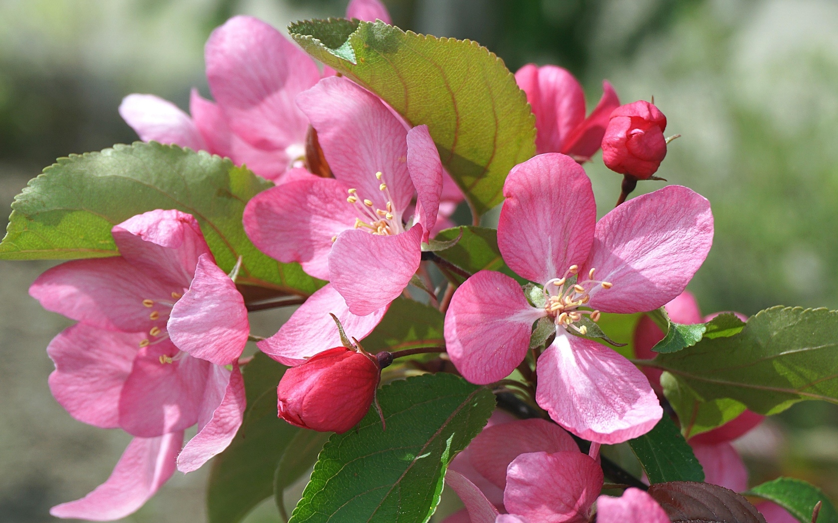 Розовые цветы яблони на дереве весной