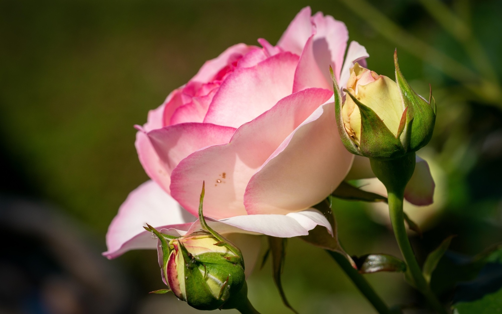 Розовая садовая роза с бутонами в лучах солнца