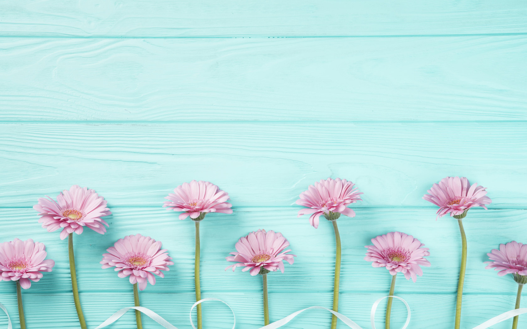 Розовые герберы с белой лентой на голубом столе