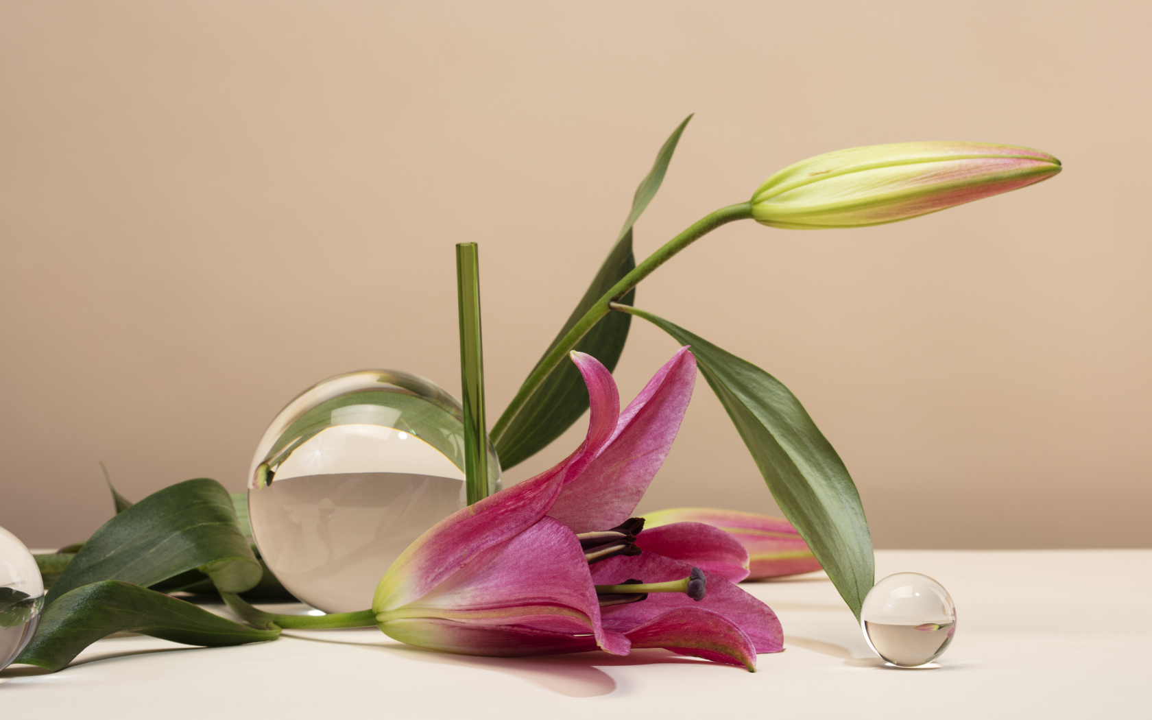 Розовая лилия со стеклянными шарами на коричневом фоне