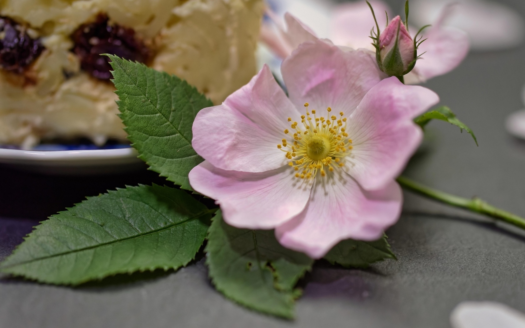 Розовый цветок шиповника с бутоном и зелеными листьями на столе