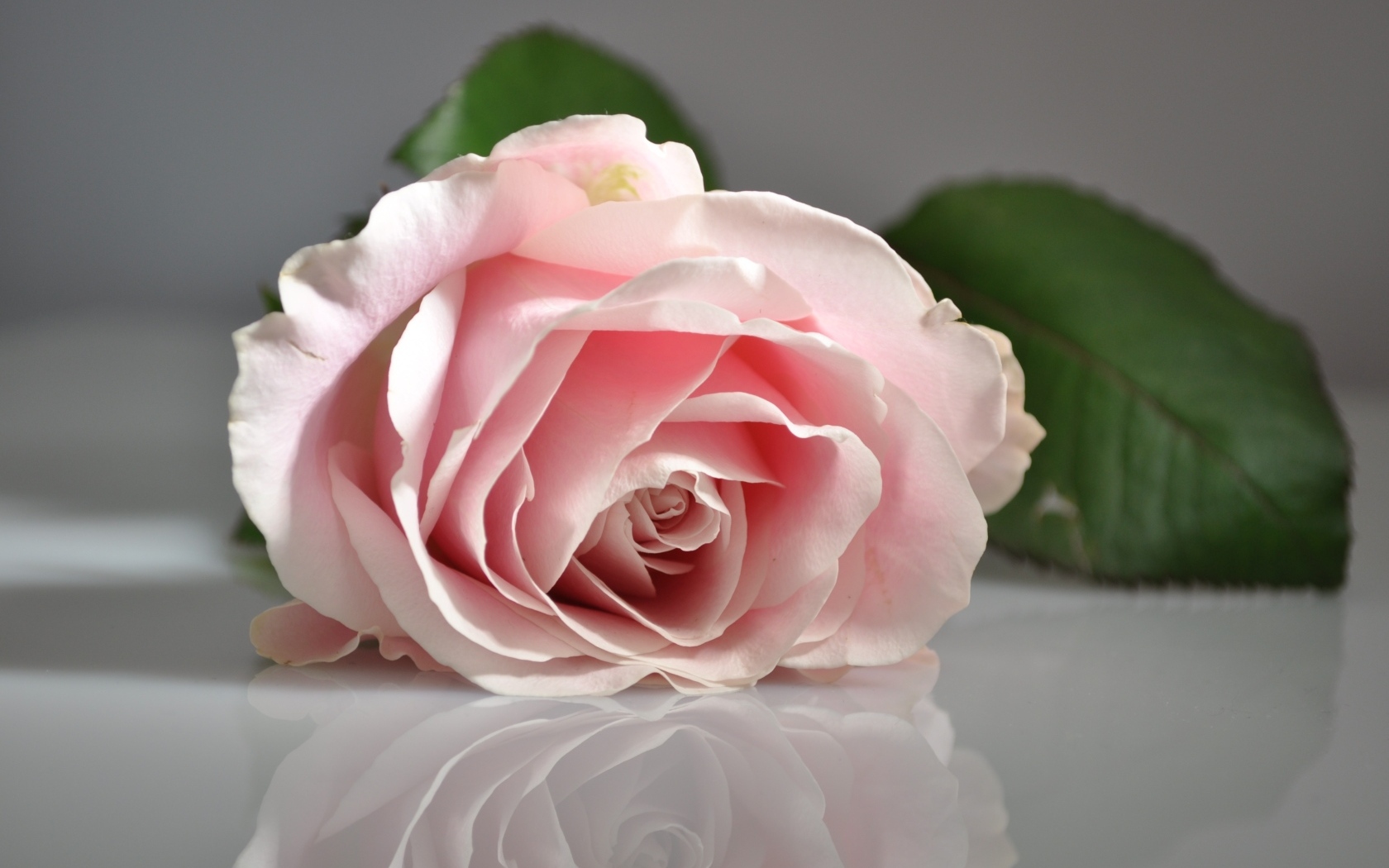 Розовая роза отражается в серой поверхности