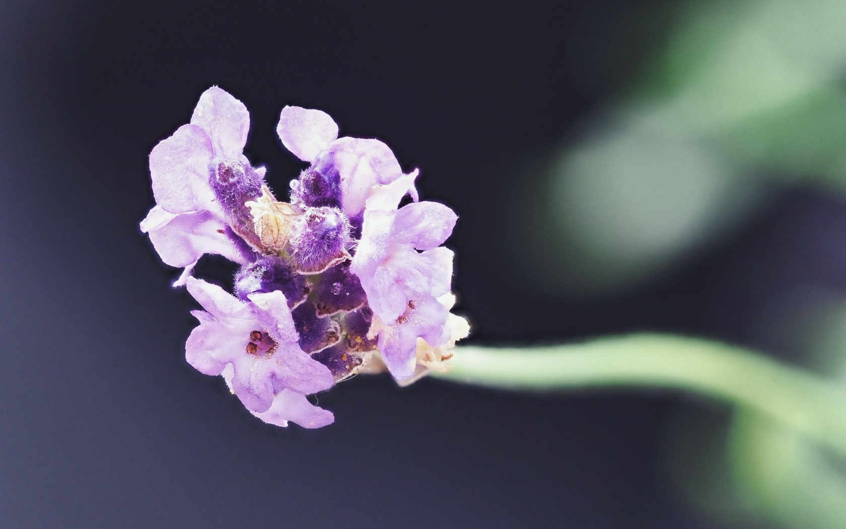 Розовый полевой цветок крупным планом