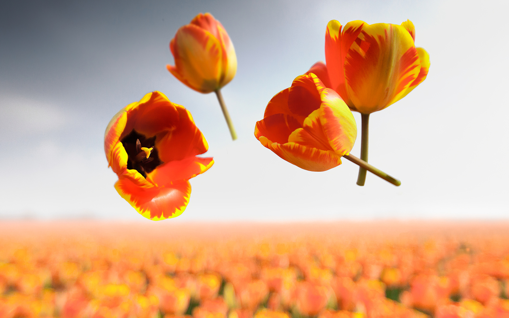 Сорванные цветы тюльпана в воздухе