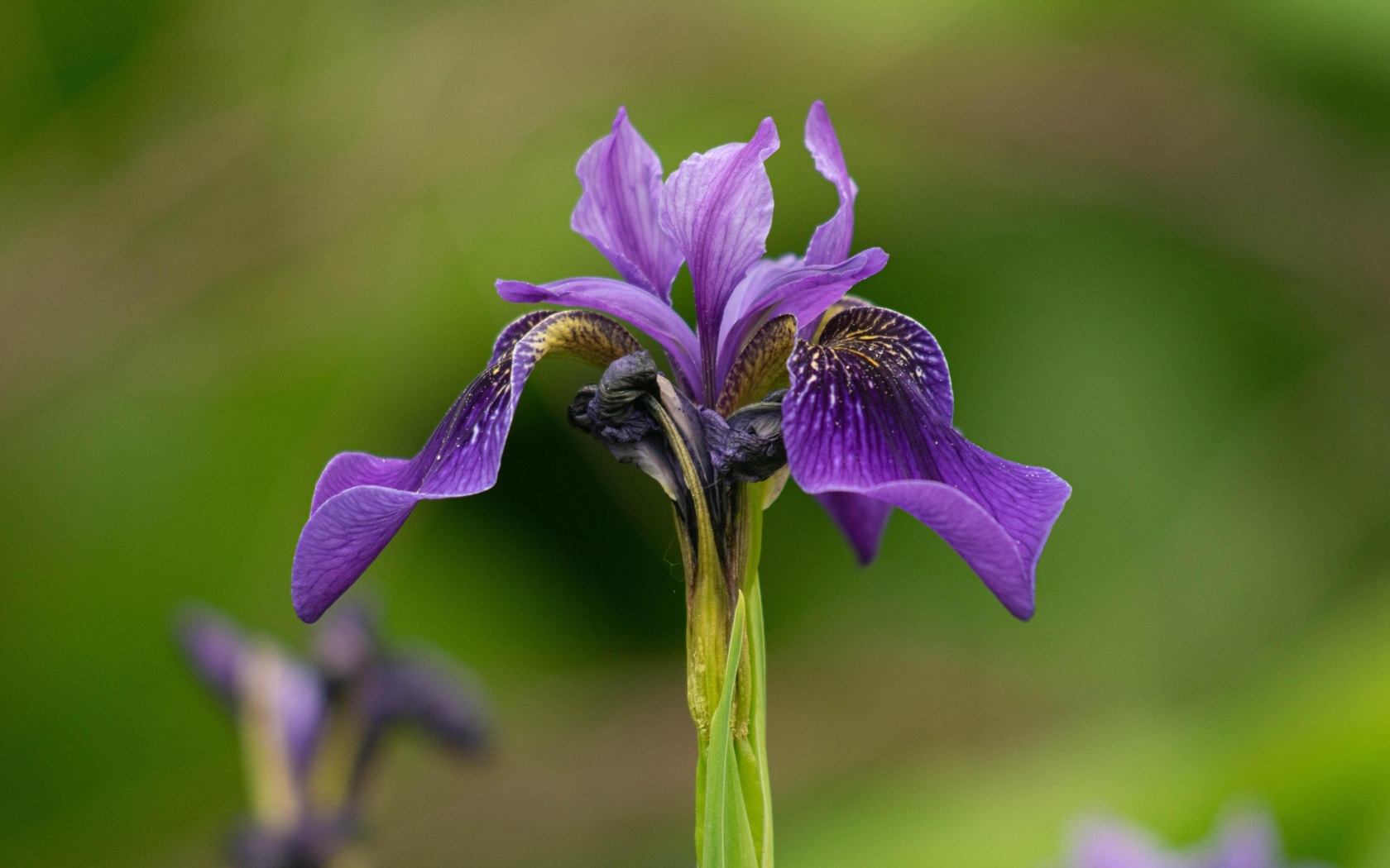 Фиолетовый цветок ириса крупным планом