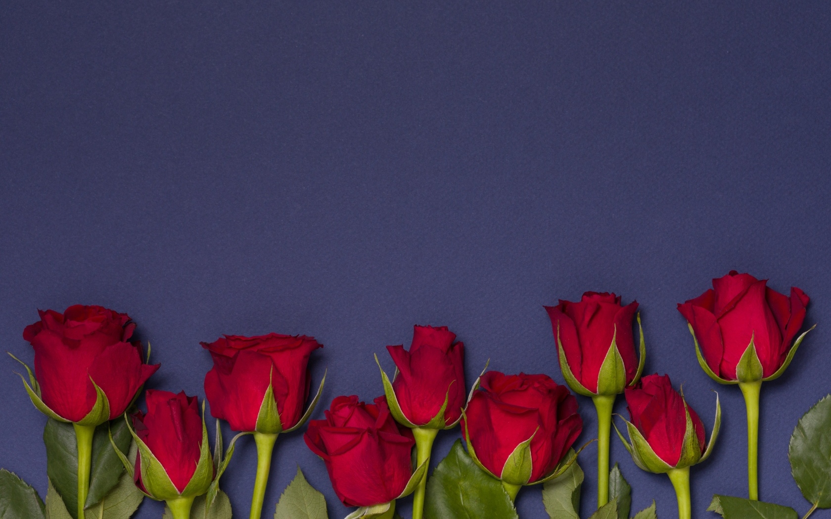 Красные английские розы на синем фоне