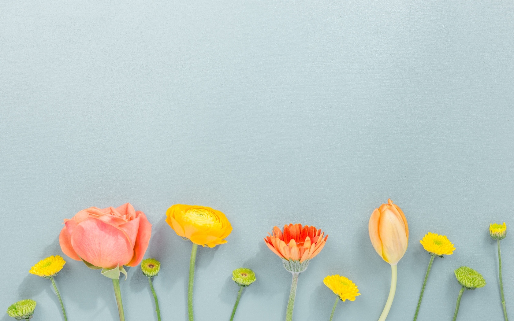 Роза, герберы и тюльпан на сером фоне