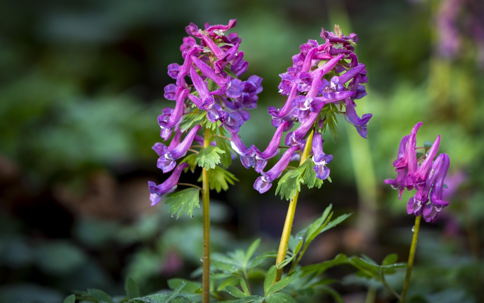 Первые весенние лесные цветы
