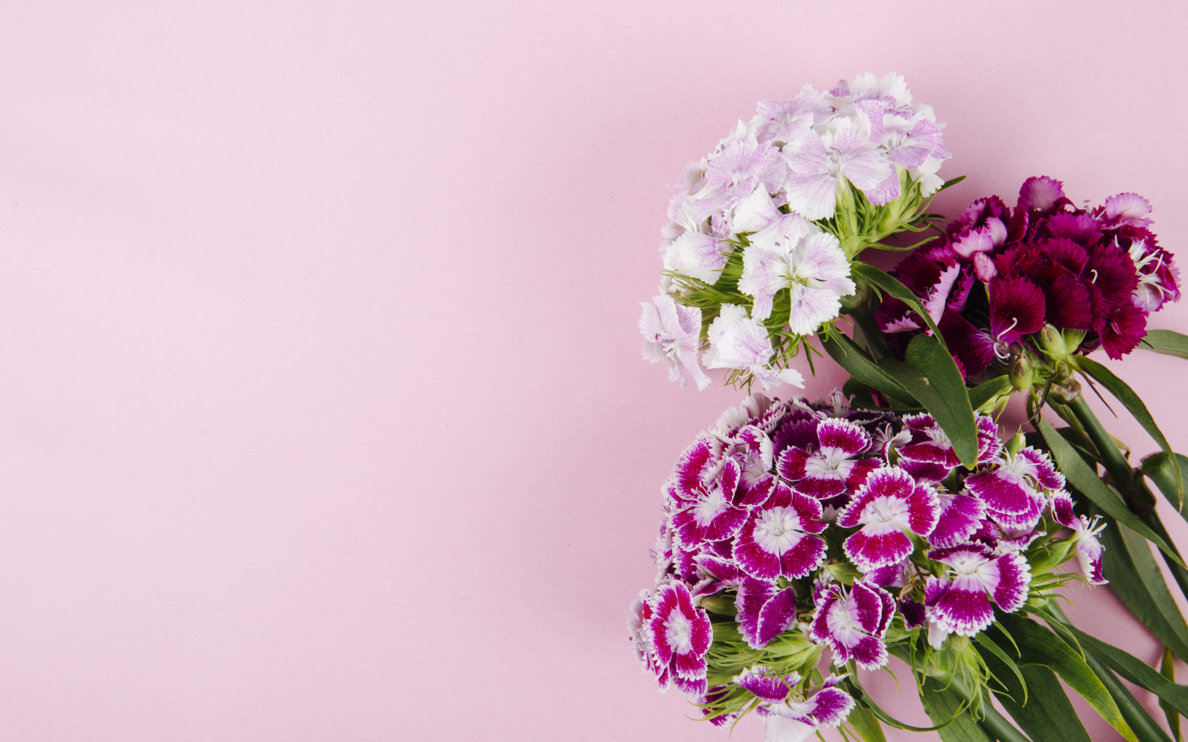 Цветы турецкой гвоздики на розовом фоне