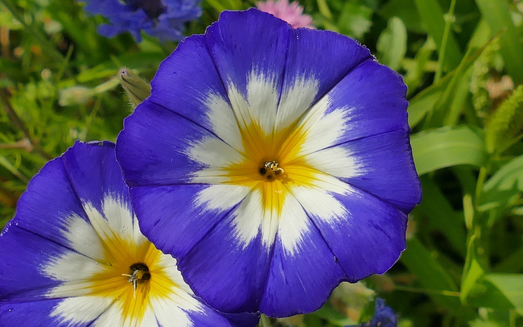 Два крупных цветка ипомеи