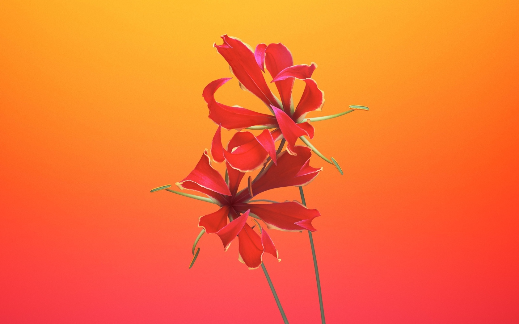 Необычные красные цветы лилии 