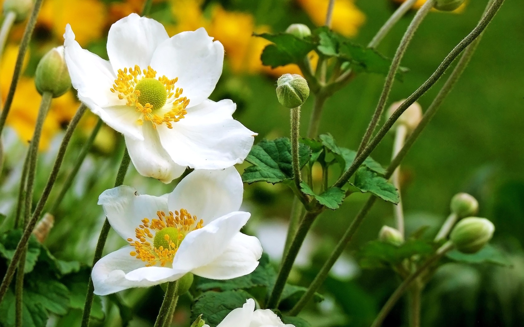 Белые цветы анемоны с бутонами крупным планом