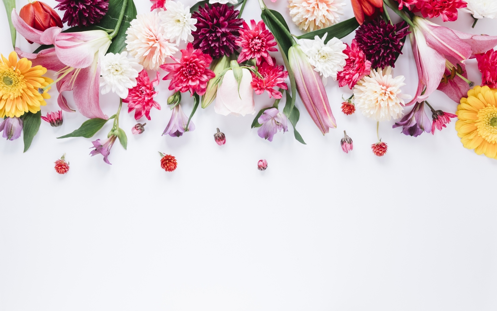 Белый фон со свежими разноцветными цветами