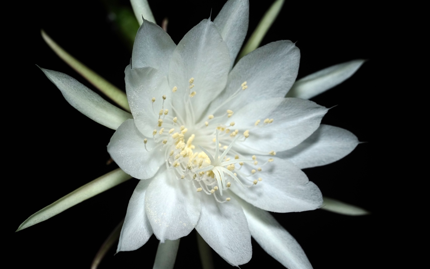 Белый цветок кактуса на черном фоне