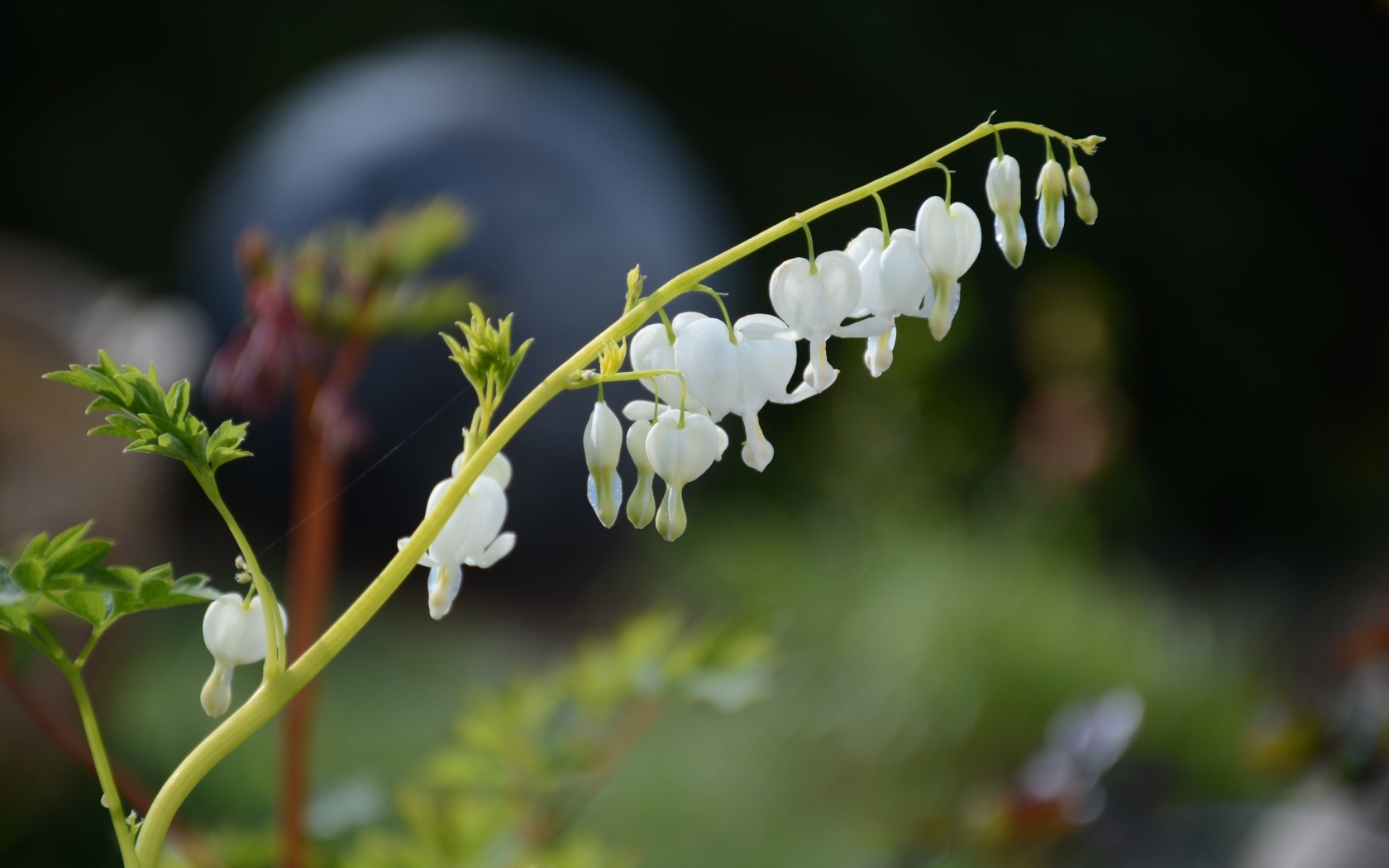 Белые нежные цветы фуксии 