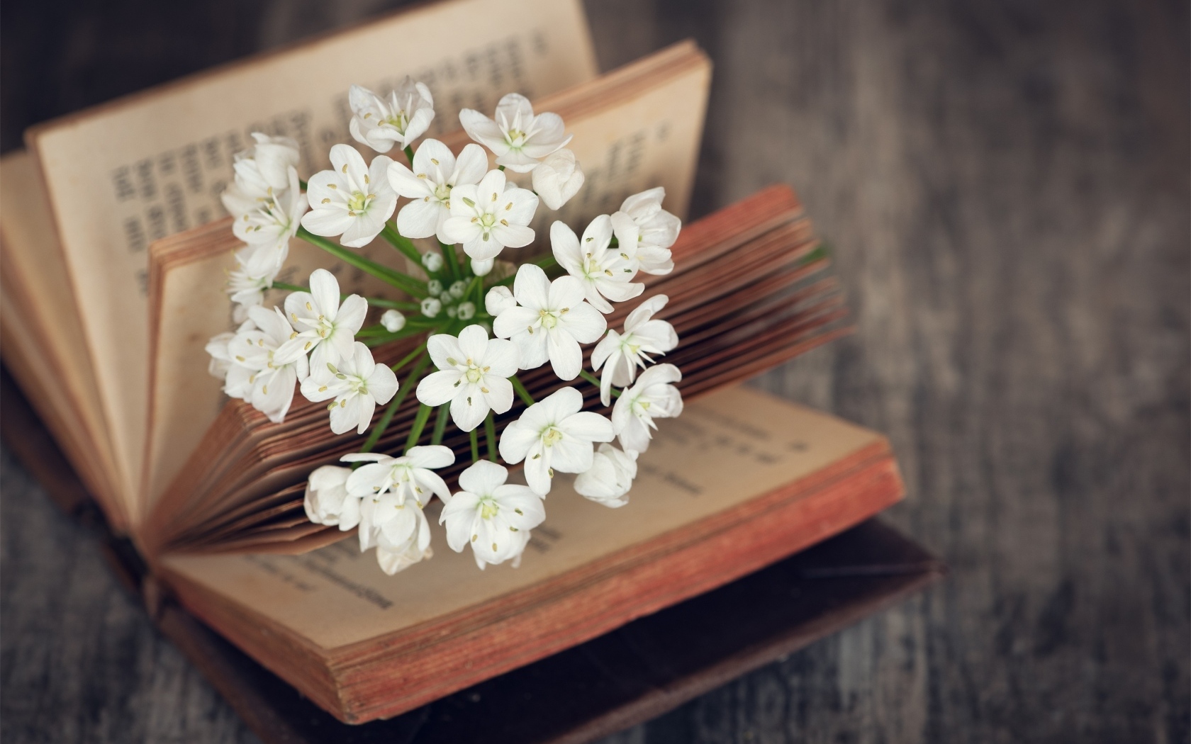 Белые цветы в открытой книге