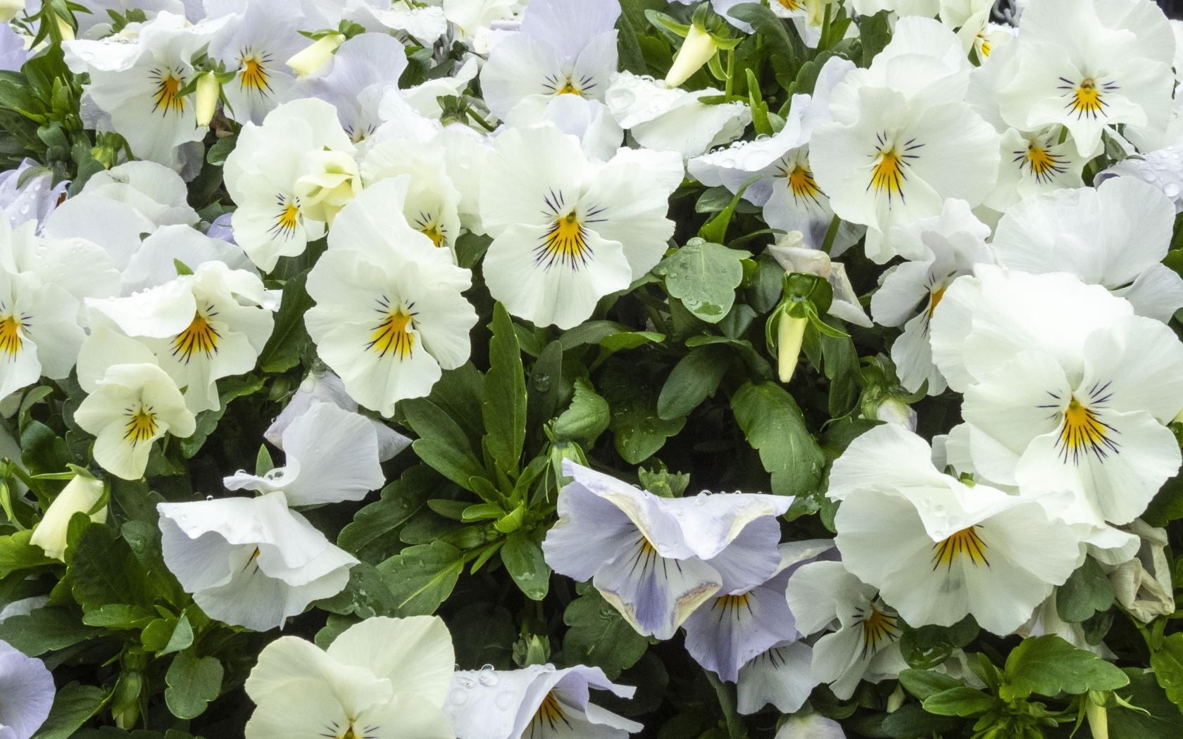 Белые цветы анютины глазки крупным планом