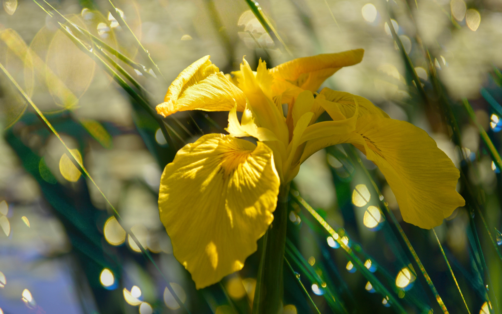 Желтый цветок ириса под дождем