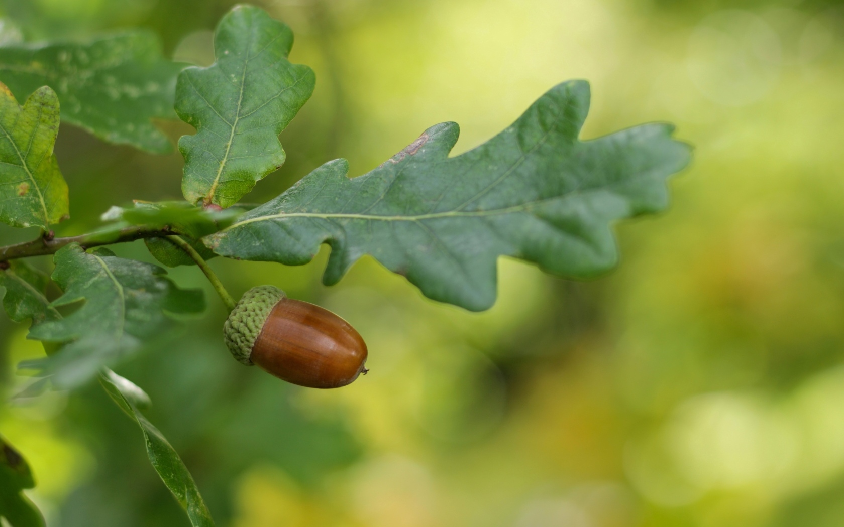 Желудь с зелеными листьями на ветке