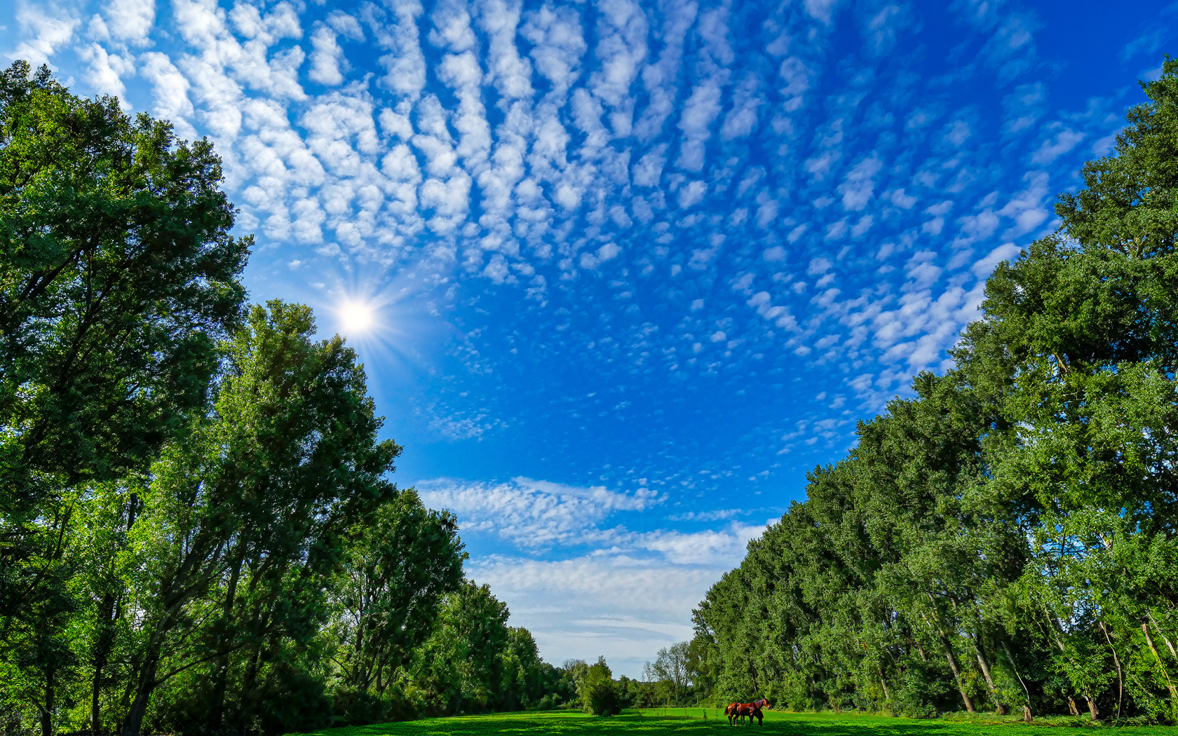 Красивое голубое небо над зеленой поляной