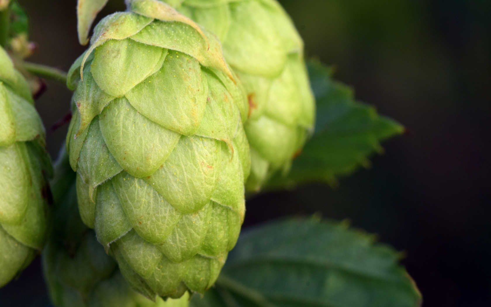 Зеленые ароматные шишки хмеля крупным планом