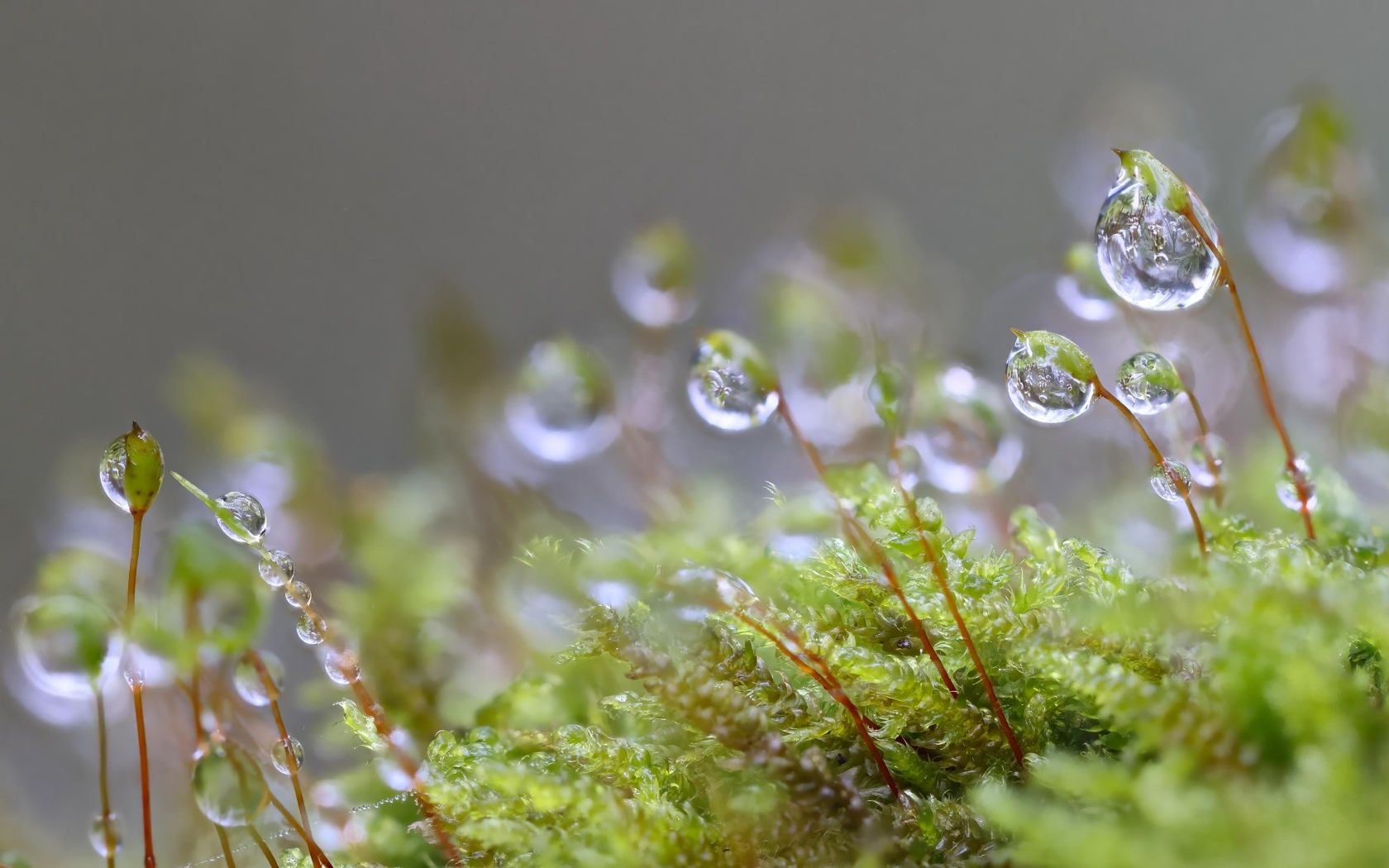 Мох в каплях росы крупным планом
