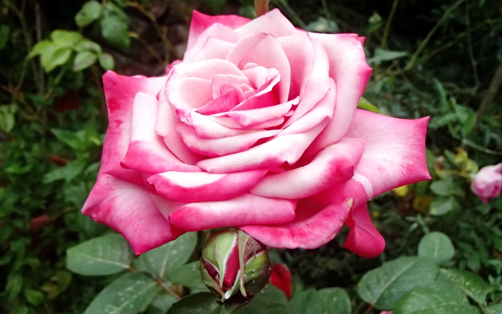 Крупная розовая роза на клумбе вблизи