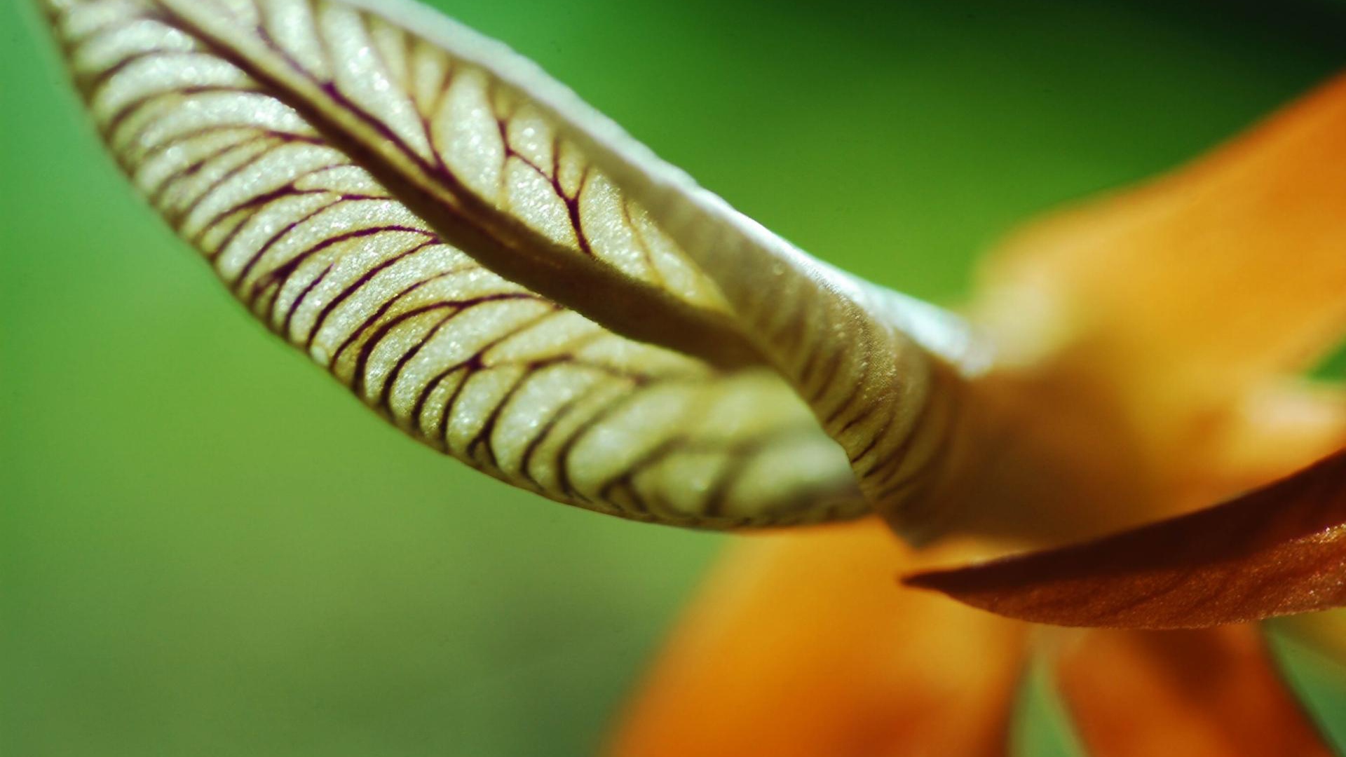 Лист уха, Цветы