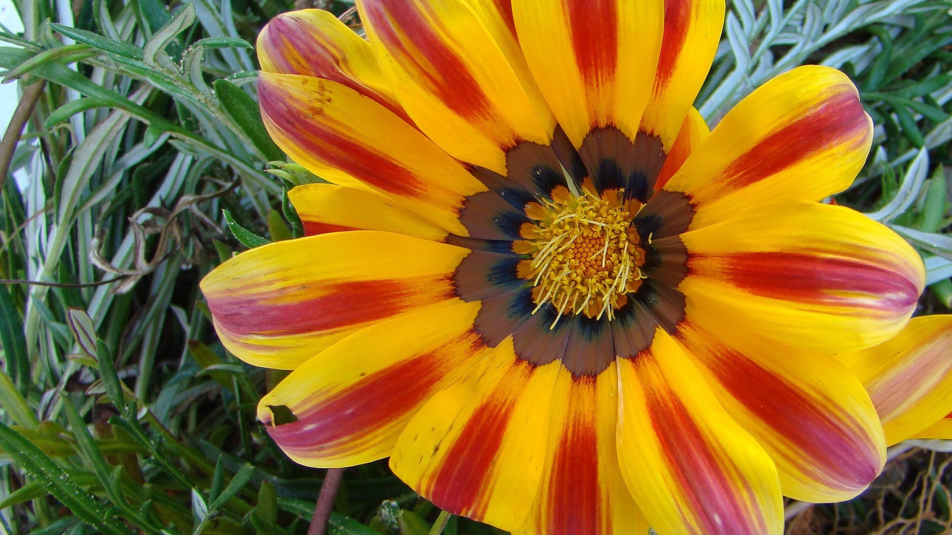 Солнечный день, Цветы