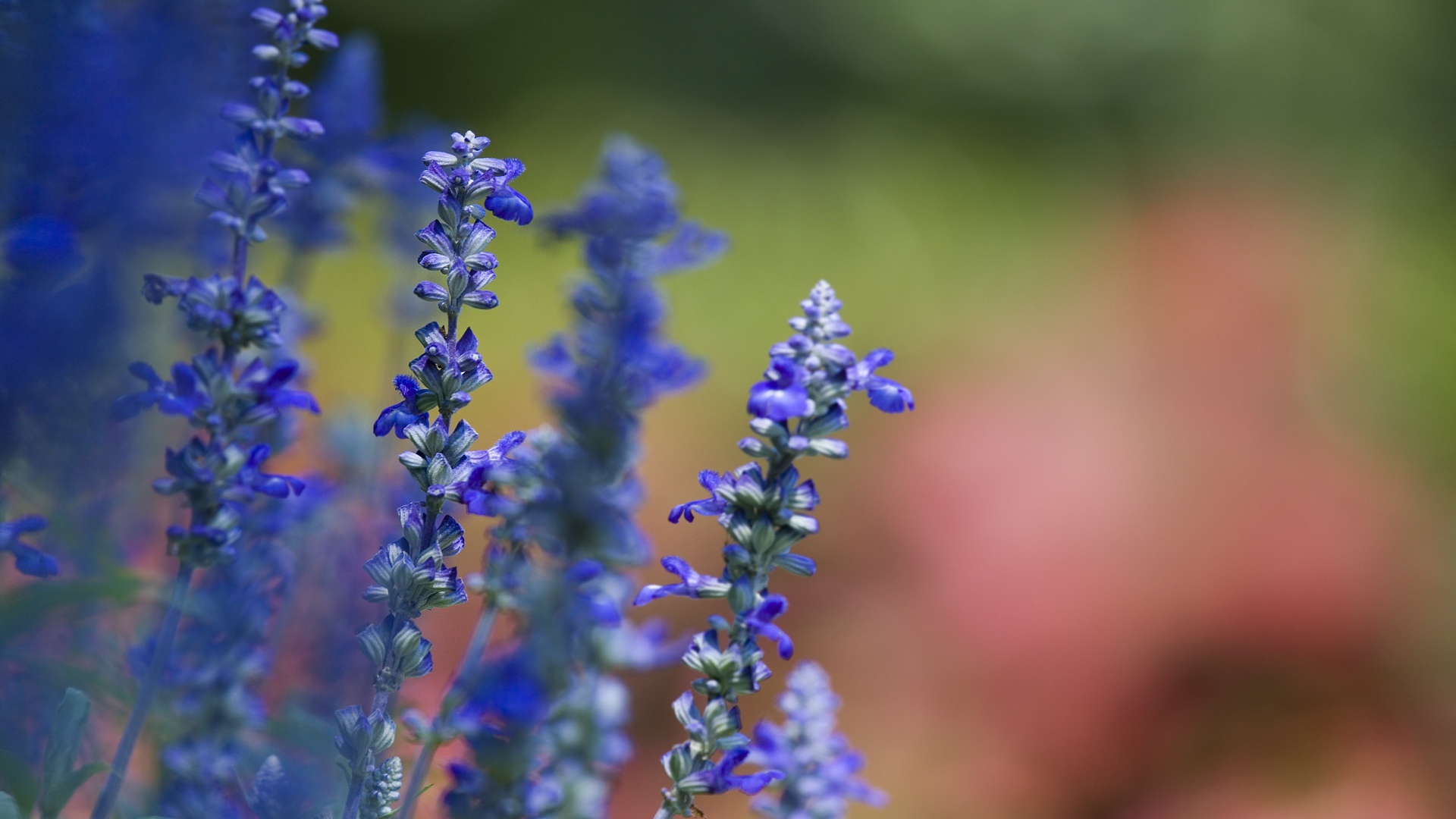 Фиалки весной, Цветы