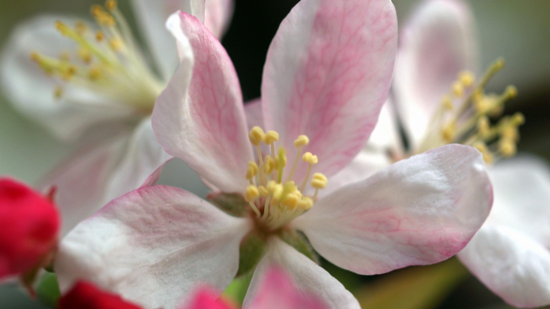 Цветы жизни