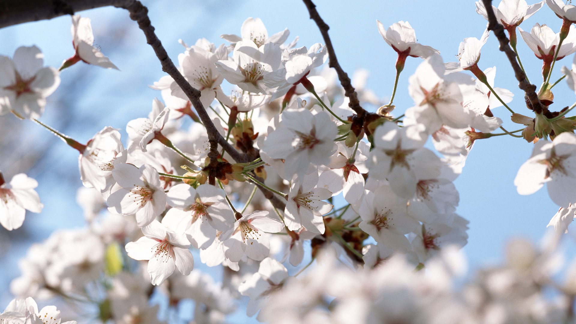 Белые цветы на деревьях