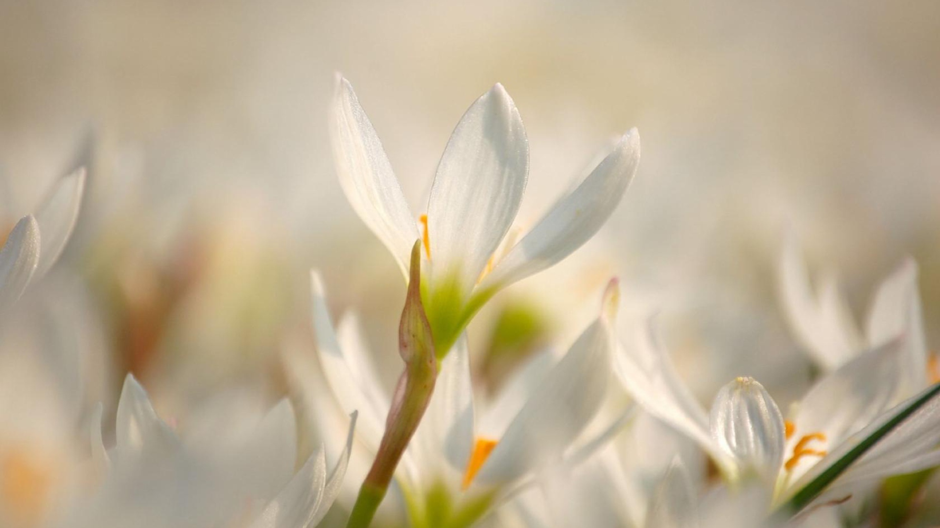 Красивый цветок