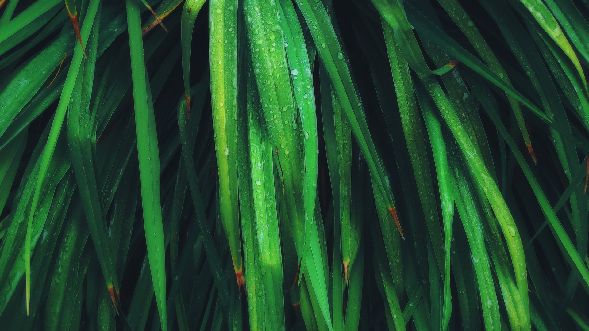 Умирающие листья