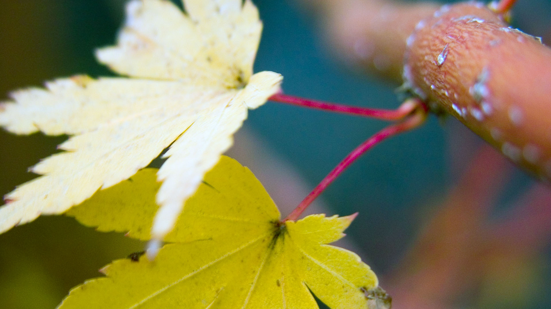 Осенние листья