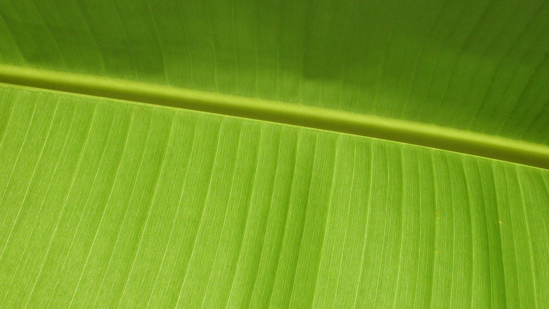 Зеленый листочек