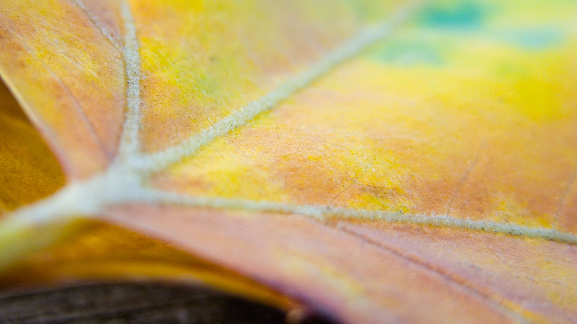 Многокрасочный лист