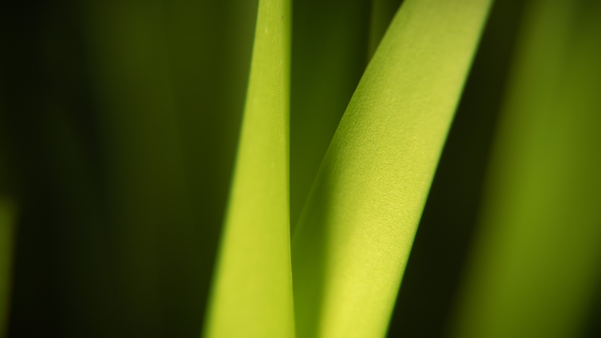 Широкий Светло-зеленый лист