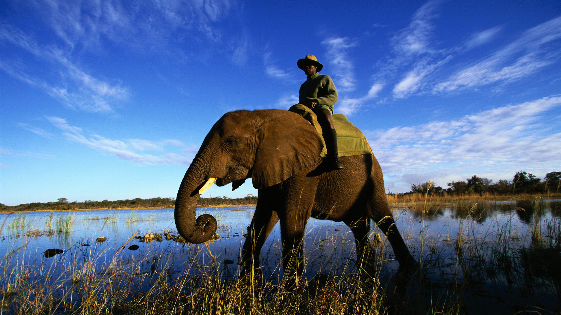 Африканский слон