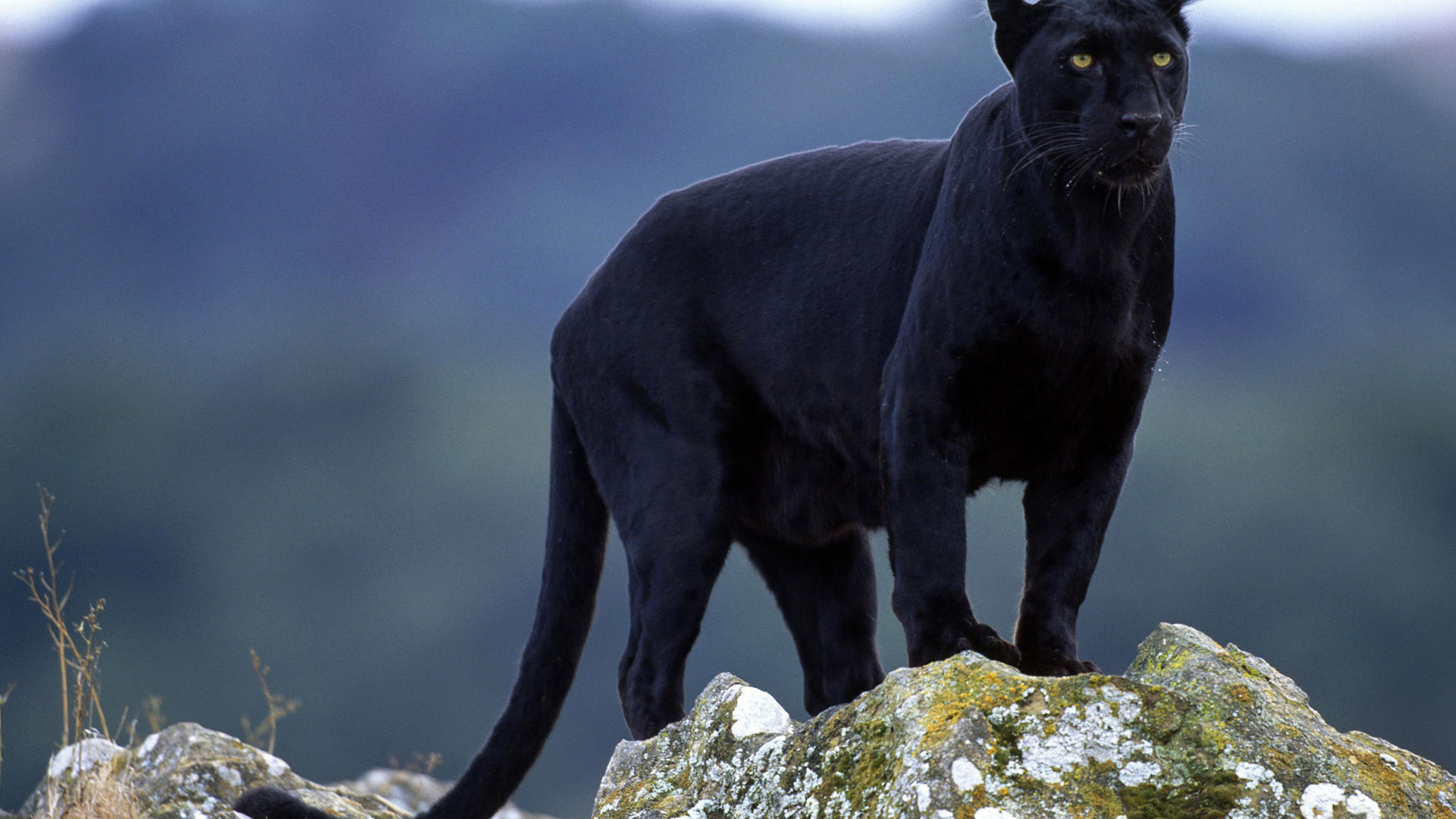 Черная пантера