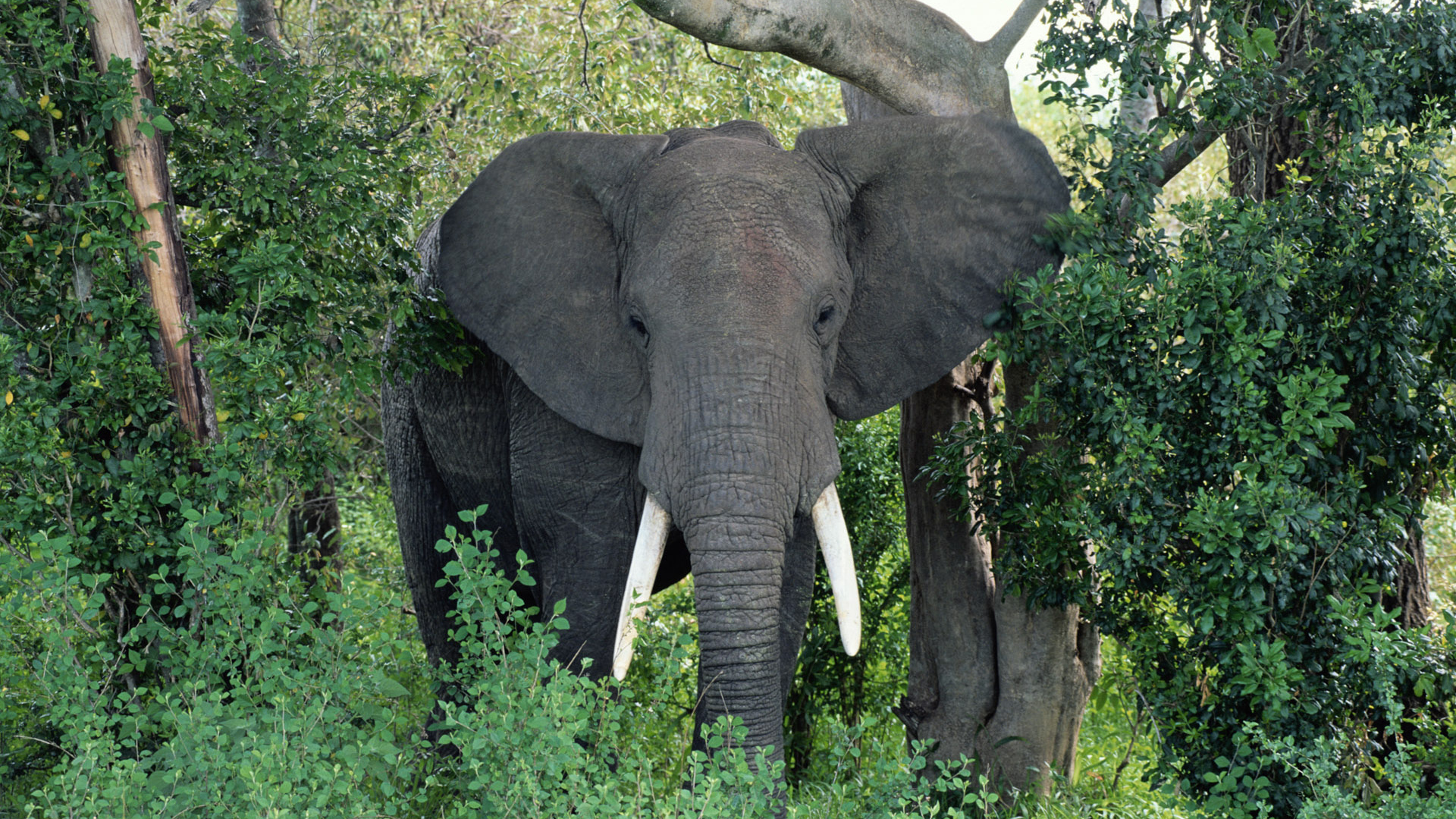 Большой Африканский слон