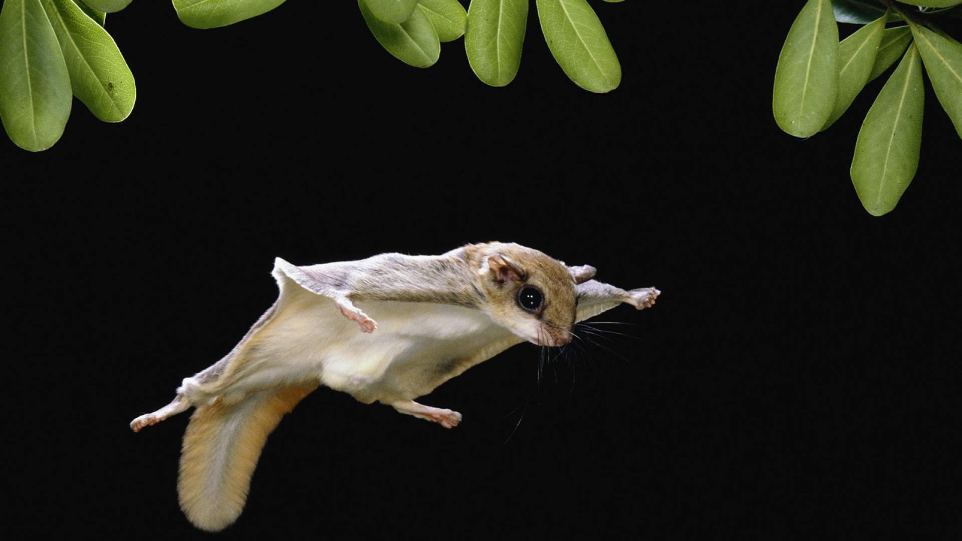 Белка-летяга