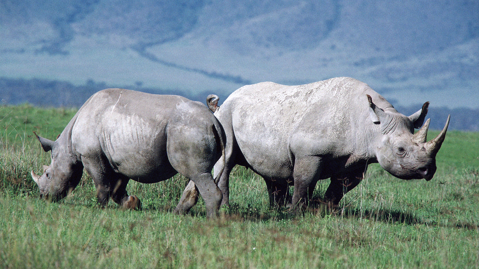 Парочка носорогов